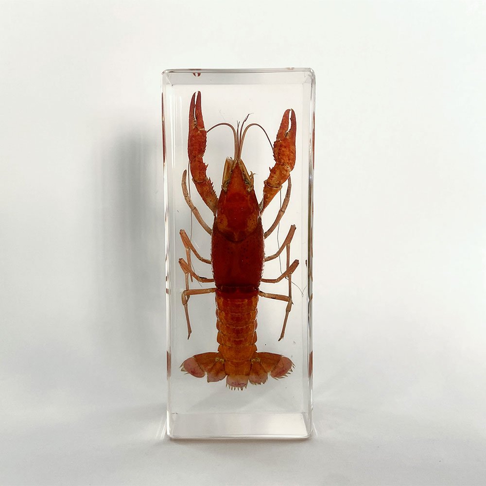Animal Specimen