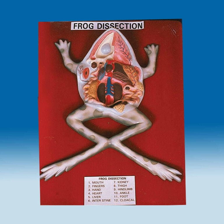 frog-dissection-scientific-lab-equipment-manufacturer-and-supplier