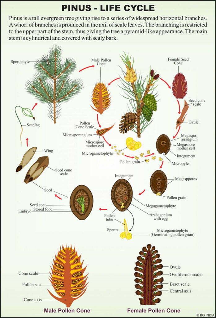 Gymnosperms - Scientific Lab Equipment Manufacturer And Supplier