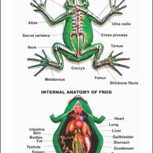 Zoology Series III