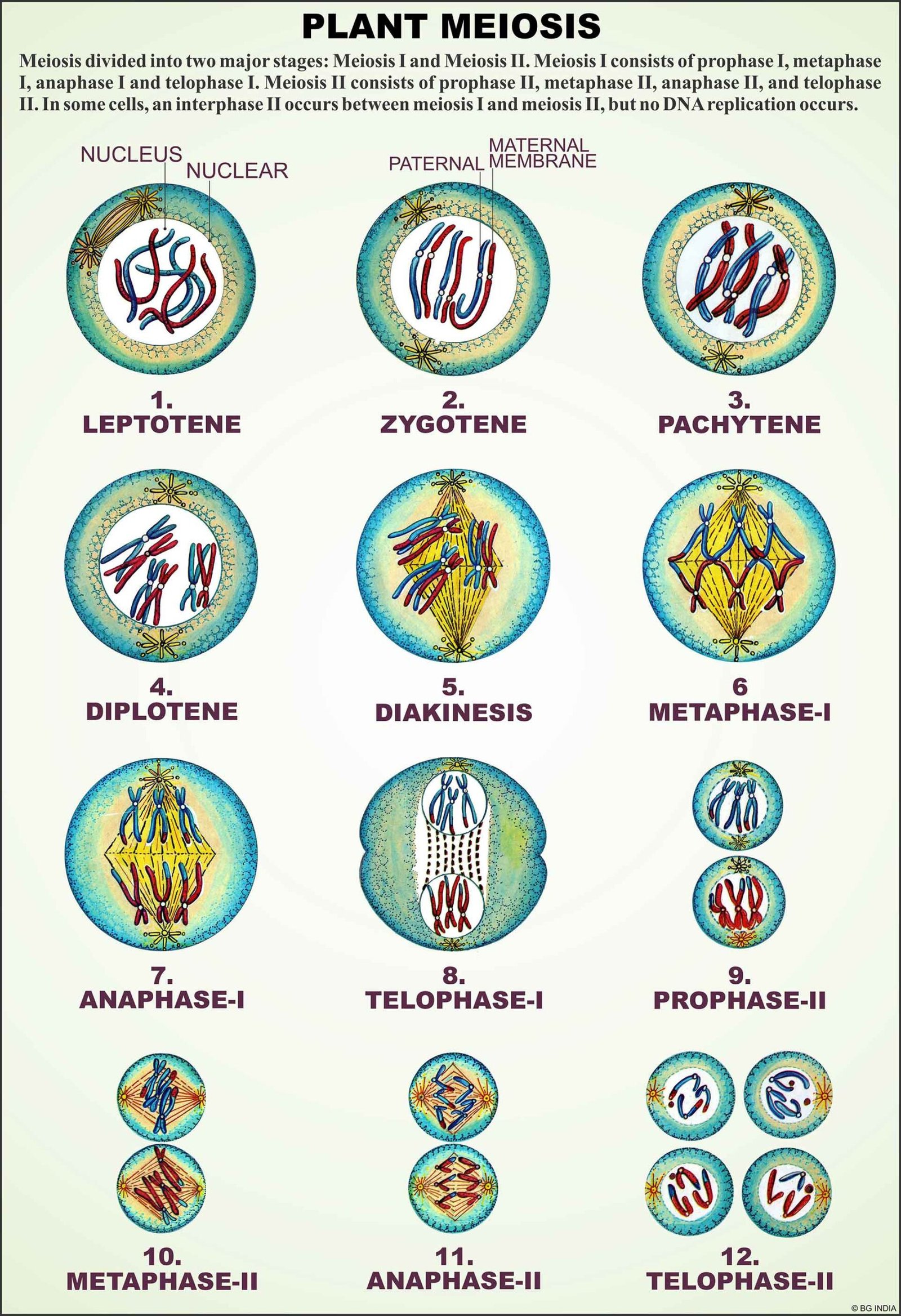 Botany Series I - Image 2