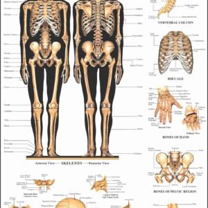 Human Anatomy