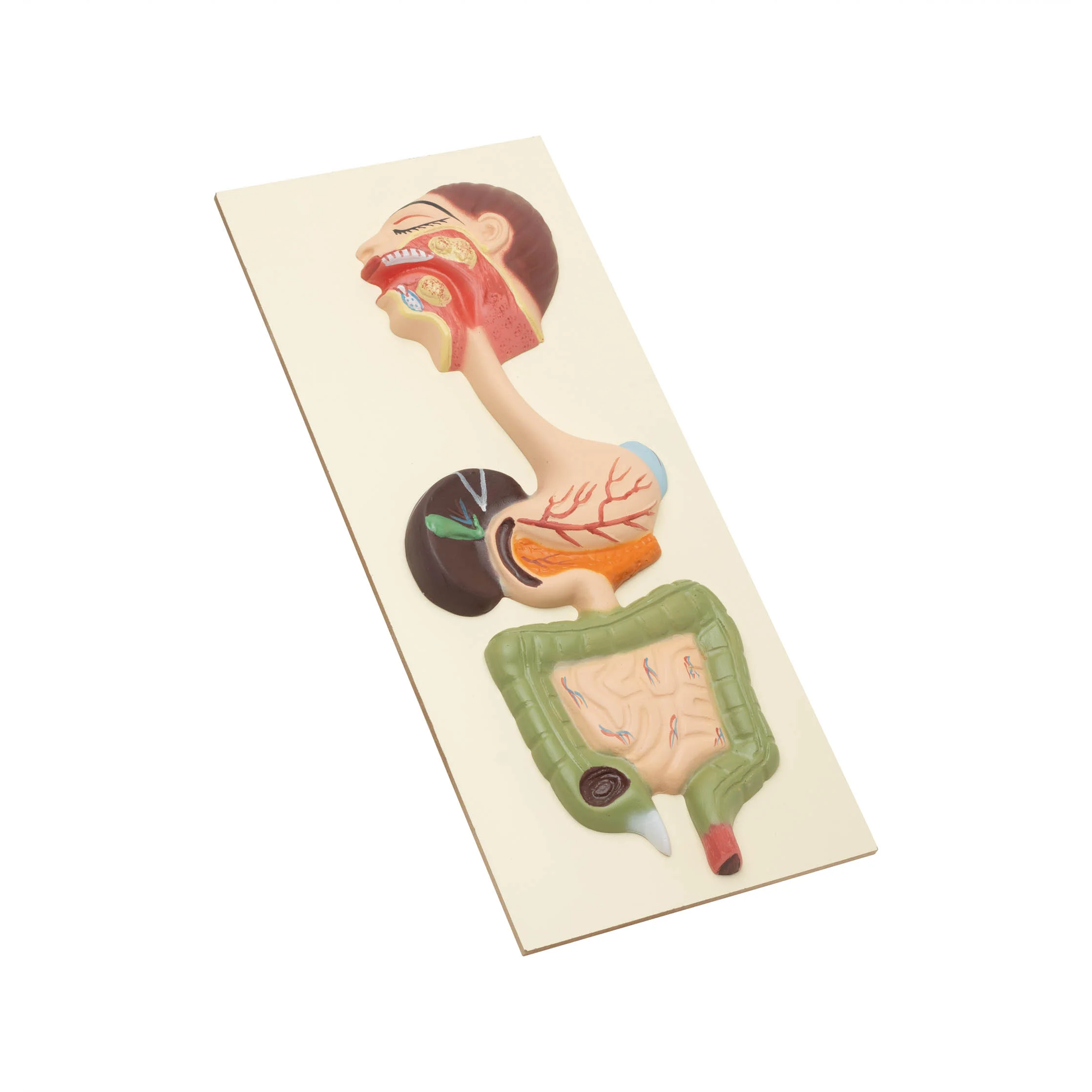 HUMAN DIGESTIVE SYSTEM MODEL - COMPACT SIZE - Image 2