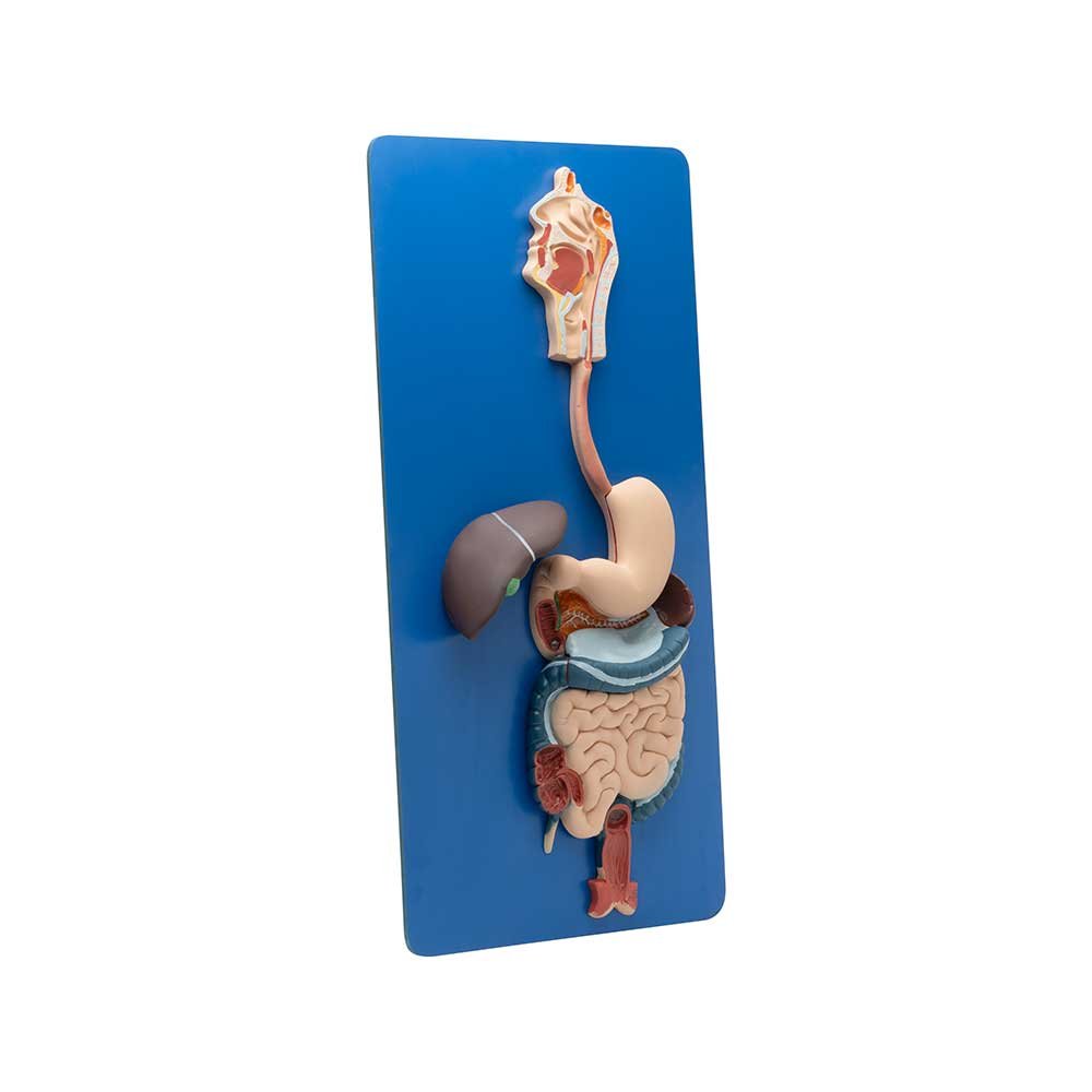 HUMAN DIGESTIVE SYSTEM MODEL - Image 2