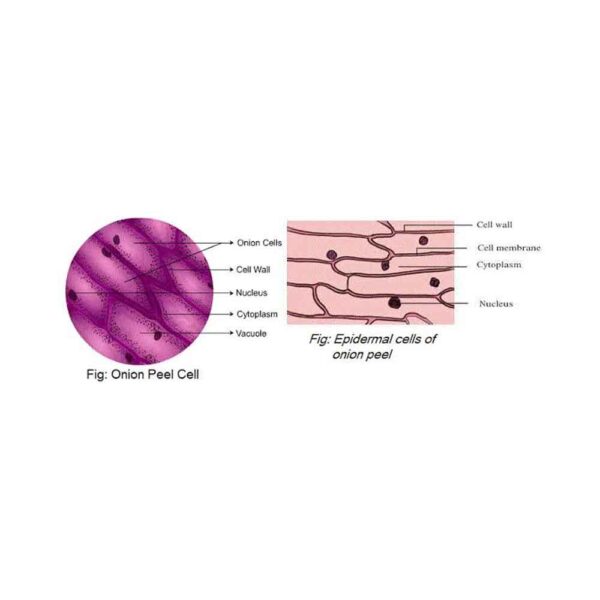 Cell/Cell contents/Tissues