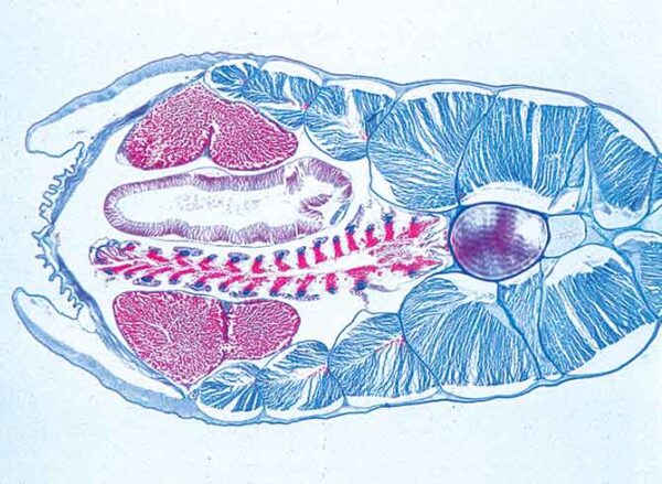 Protochordates