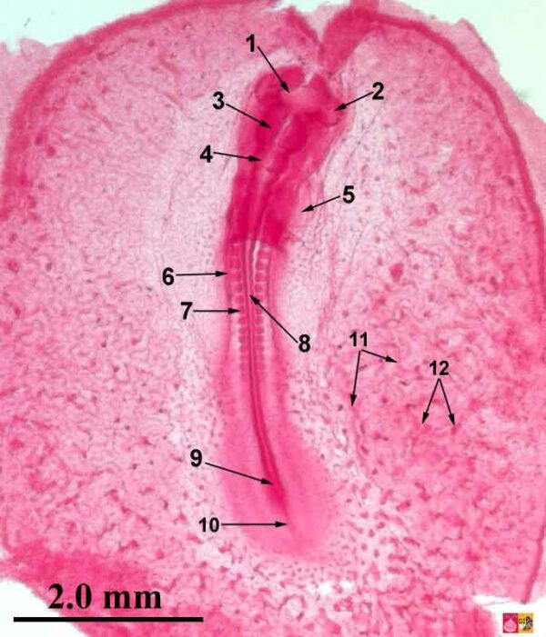 Chick Embryology