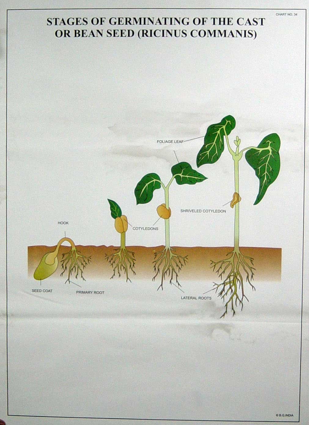Botany Series IV