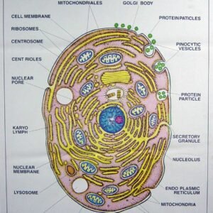 Zoology Series I