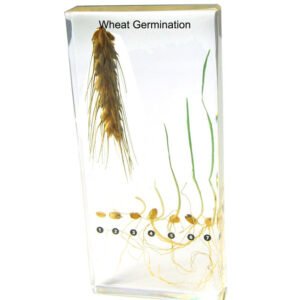 Germination & Dispersal