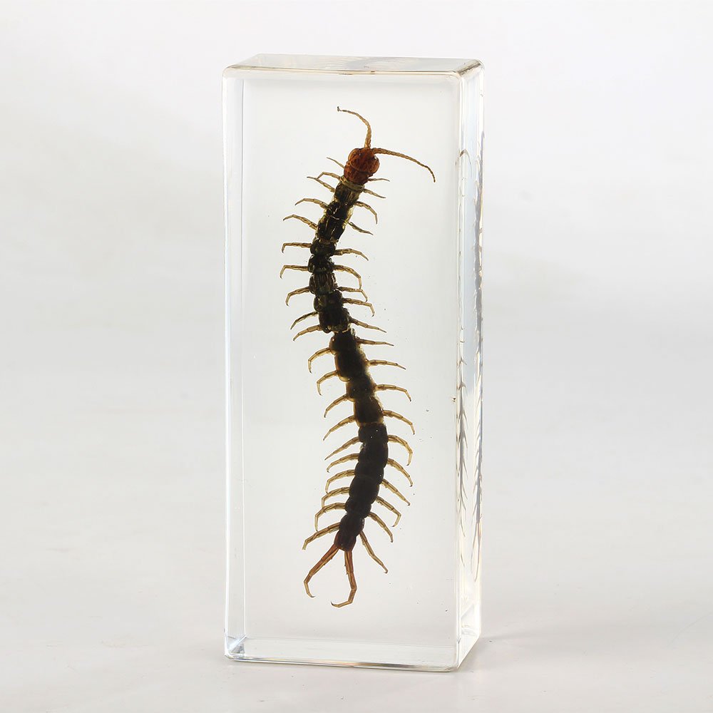 Animal Specimen - Image 2