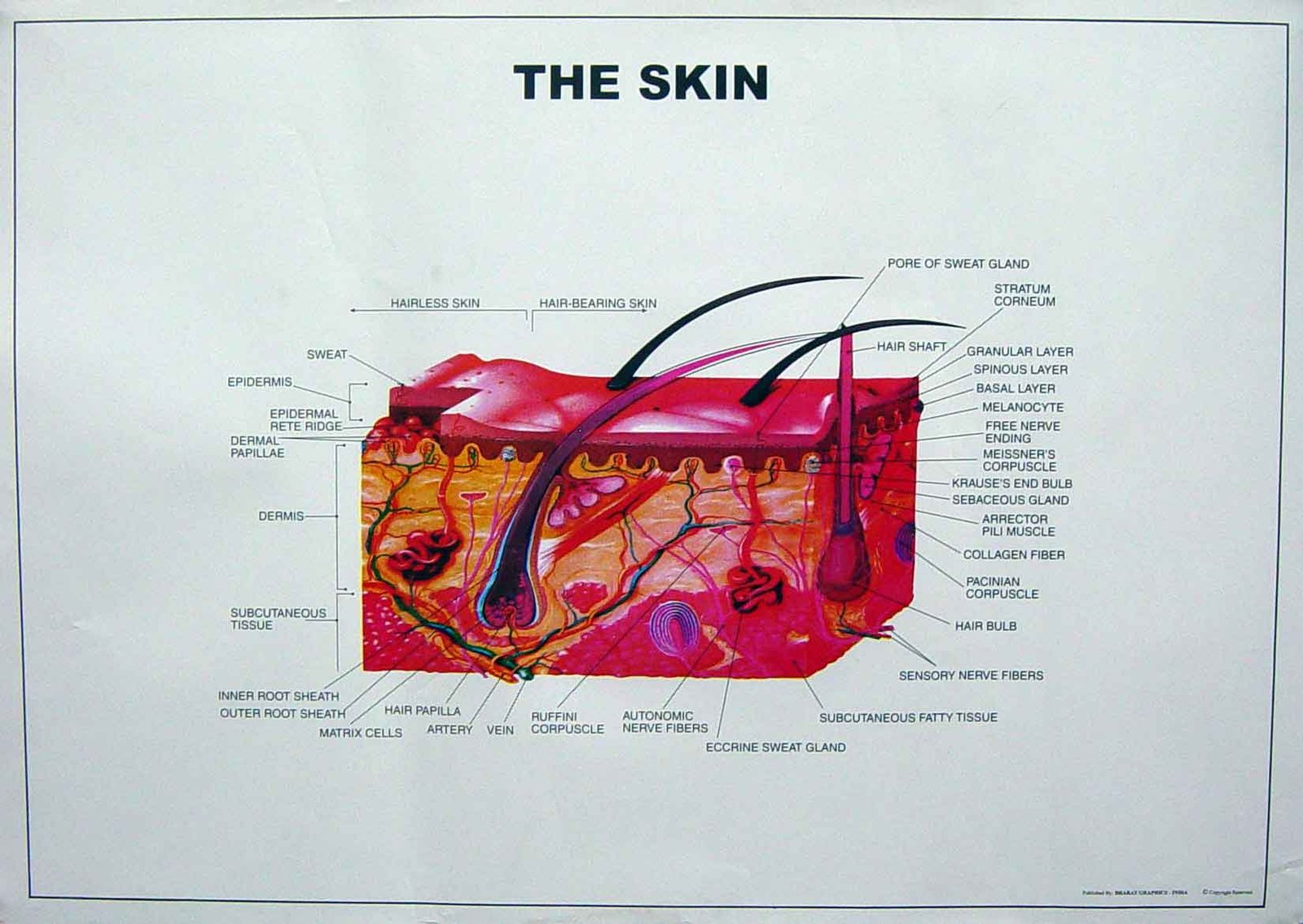 Human Skin