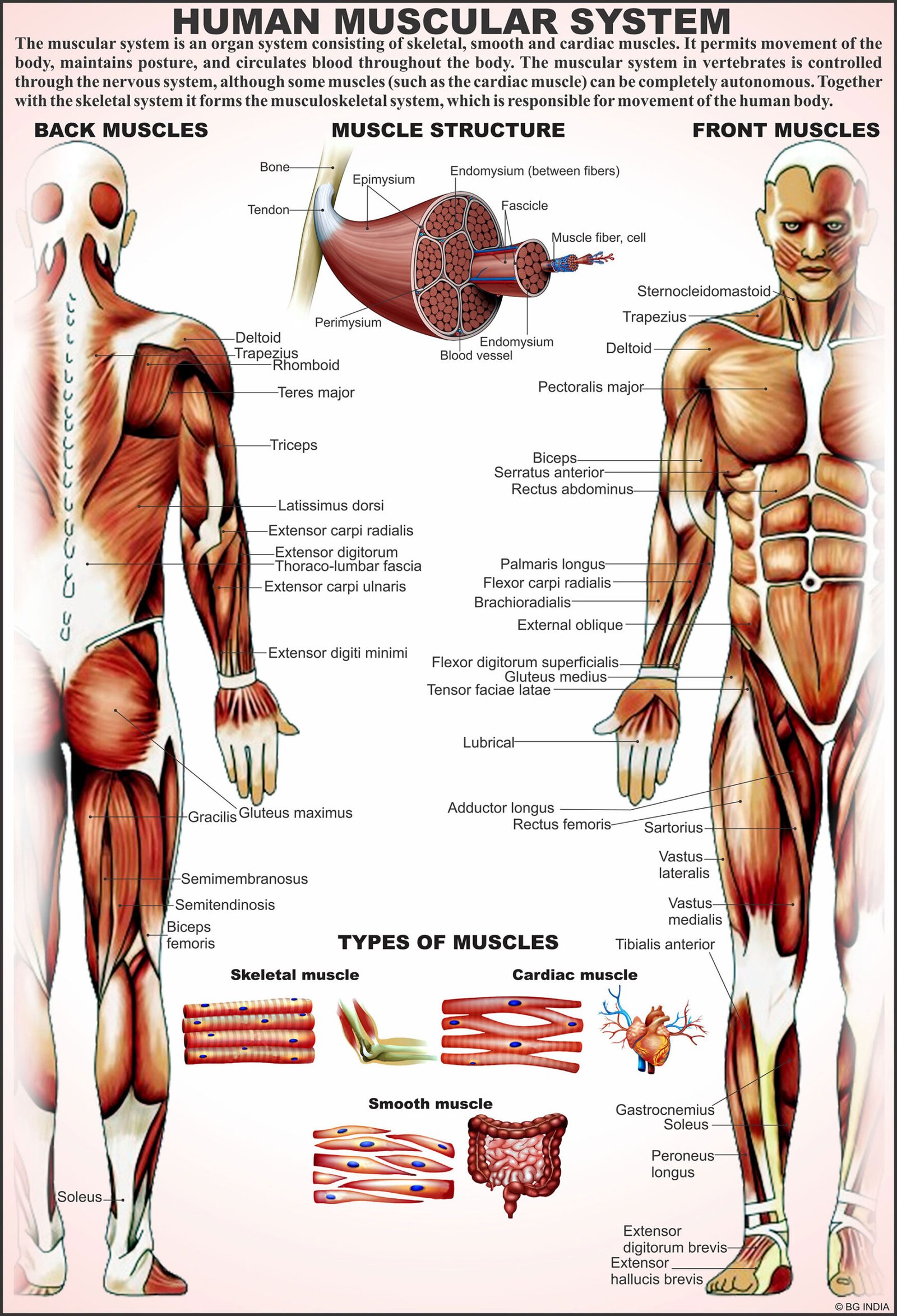 Types of Human Muscular Tissues